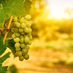 Rezoning of Temecula Wine Country into Citrus Vineyard