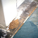 How to Identify Termite Damage