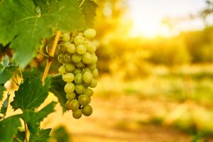 Rezoning of Temecula Wine Country