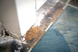 How to Tell if Your Home has Termites